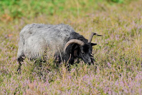 Grey-horned Heidschnucke moorland sheep sheep and flowering common heather (Calluna vulgaris),