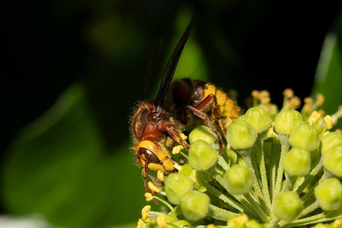 European hornet (Vespa crabro) adult insect on an Ivy (Hedera helix) tree flower, Suffolk, England,