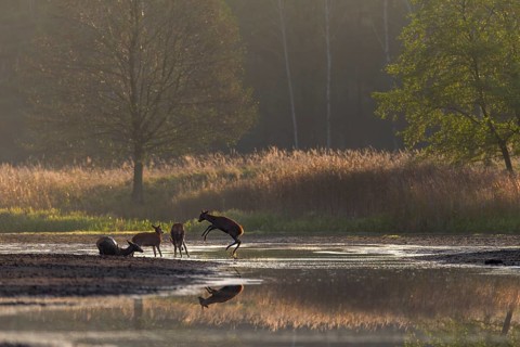 Two minutes ago I photographed a wolf (Canis lupus) hunting red deer (Cervus elaphus) at this exact