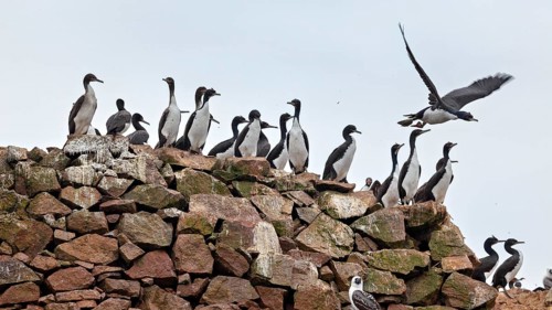 Cormorants on a large rock, some of them flying. A thriving colony of birds in the wild: guano
