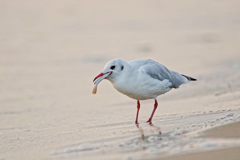 Black-headed gull (Chroicocephalus ridibundus) holding and eating a small fish on a sandy beach