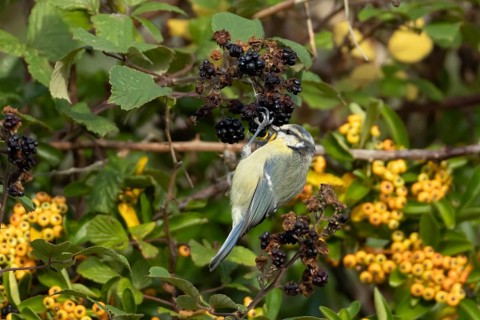 Blue tit (Cyanistes Caeruleus) adult garden bird feeding on blackberries fruit in a hedgerow in