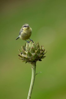 Blue tit (Cyanistes caeruleus) juvenile baby bird on a garden Artichoke thistle flower bud in