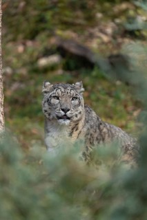 One adult snow leopard (Panthera uncia) sitting next to a tree on hilly ground surrounded by green