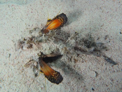 A poisonous Red Sea Walkman Filament Devilfish (Inimicus filamentosus) Devilfish warns enemies with