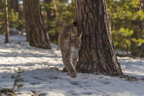 One young male Eurasian lynx, (Lynx lynx), walking over a snow covered forest ground in early