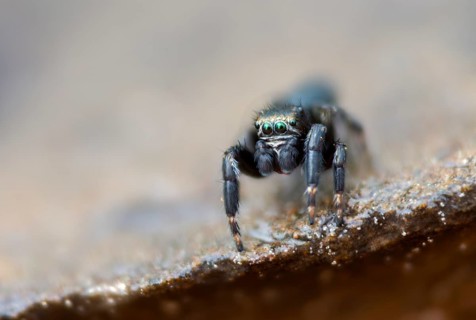 Arachnida, bowed jumper, dark crescent jumper, evarcha arcuata, curved jumping spider, black