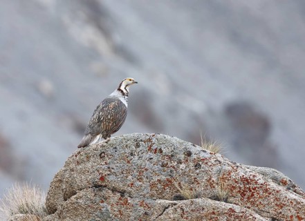 Himalayan Snowcock (Tetraogallus himalayensis), Ladakh, India