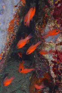 School of fish, group of cardinalfish (Apogon imberbis) in the Mediterranean Sea near Hyères. Dive