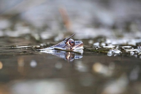Common frog in a pond, spring, Germany