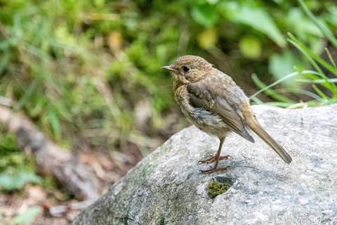 Not yet fully grown juvenile robin (Erithacus rubecula) on a stone, Bavaria, Germany