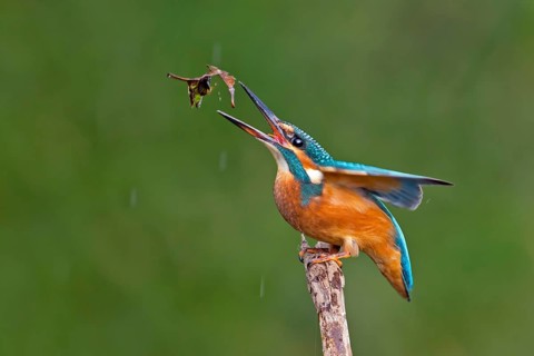 Common Kingfisher (Alcedo atthis) juvenile, Saxony-Anhalt, Germany