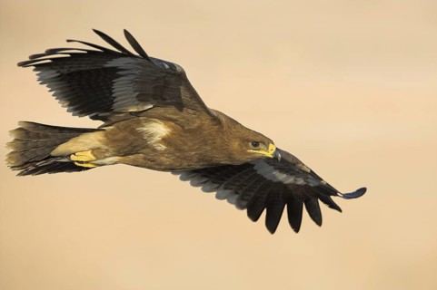 Steppe Eagle (Aquila nipalensis), Oman
