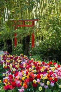 Botanical Garden with Sculptures in Spring, Japanese Red Torii Gate and Bamboo Forest, Light