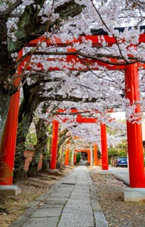 Blooming cherry trees, red torii gates at Takenaka-Inari-Jinja Shrine, Kyoto, Japan