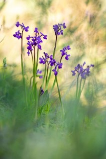Vibrant purple Anacamptis champagneuxii orchids standing in clusters amidst a softly blurred green