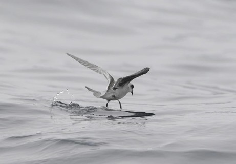 Fork-tailed Storm Petrel (Oceanodroma furcata) flying, California, USA