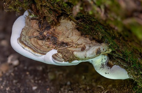 Flat lacquer porling, ganoderma applanatum, ganoderma lipsiense, lacquer porling, painter's