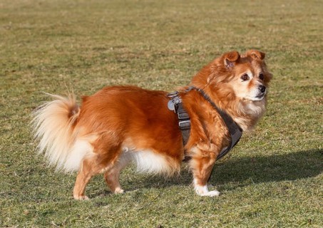 Chihuahua-Spitz crossbreed (Canis lupus familiaris), standing sideways on the meadow, North