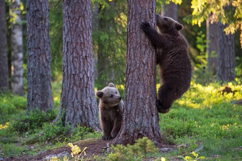 Eurasian Brown Bear (Ursus arctos) two cubs in forest, Finland