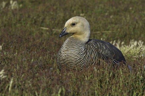 Upland Goose (Chloephaga picta) female, Falkland Islands