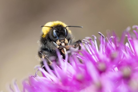 Buff tailed bumblebee (Bombus terrestris) adult bee feeding on a purple Allium flower in an urban