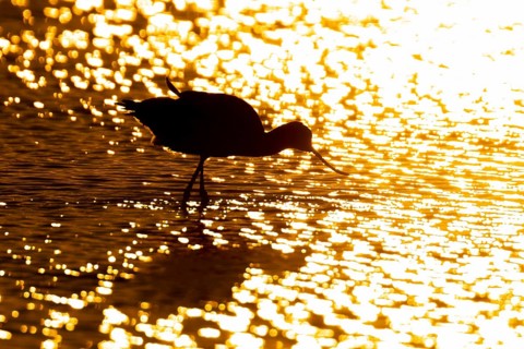 Pied avocet (Recurvirostra avosetta) adult wading bird feeding in a shallow lagoon silhouette at