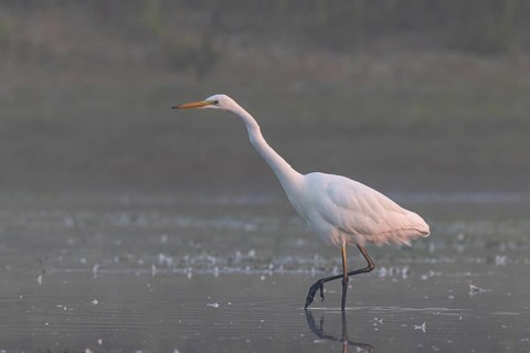 Great Egret (Ardea alba) foraging, Netherlands