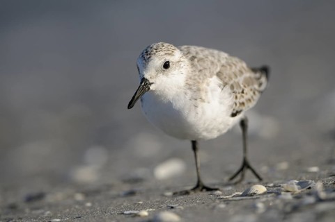 Sanderling (Calidris alba), Sanderling, Altvogel im Schlichtkleid, am Strand der Ostsee, auf