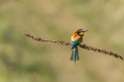 European bee-eater (Merops apiaster) on a branch during the breeding season in spring. Jechtingen,