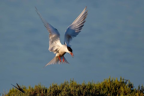 Common Tern (Sterna hirundo) flying, Greece