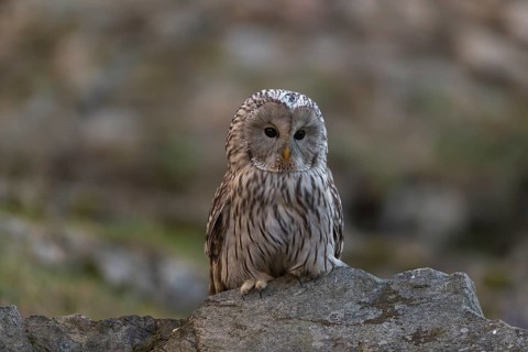 One tawny owl or brown owl (Strix aluco) sitting on a rock and looking for prey