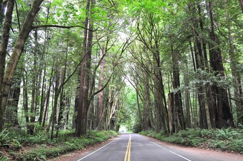 Straight road through a dense redwood forest with overwhelming greenery, coast redwood (Sequoia