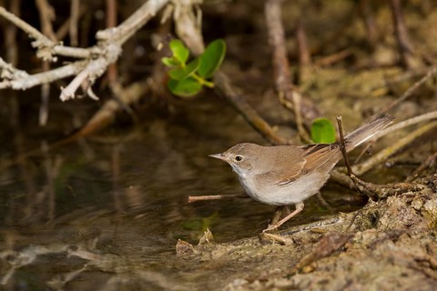 Common Whitethroat - Dorngrasmücke - Sylvia communis ssp. rubicola, Oman, adult female