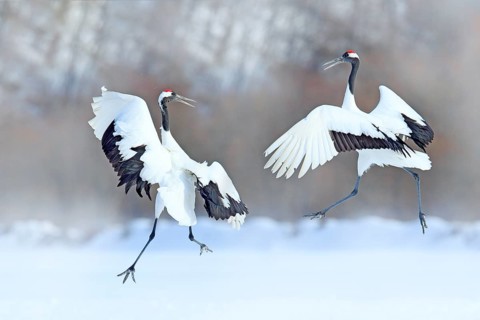 Dancing pair of Red-crowned crane with open wings, winter Hokkaido, Japan. Snowy dance in nature.