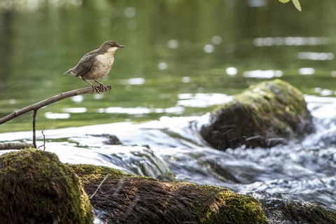 White-throated Dipper (Cinclus cinclus), juvenile on river, Galicia, Spain