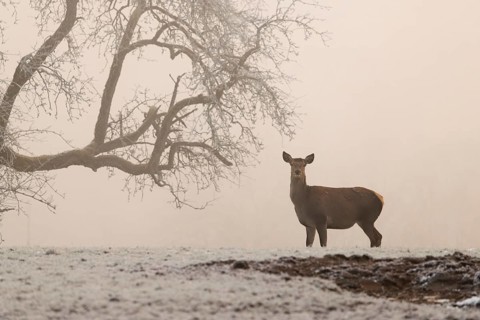 A female red deer (Cervus elaphus) stands next to a pear tree in dense fog on a meadow covered with