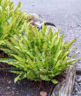 Deer's tongue fern (Asplenium scolopendrium)