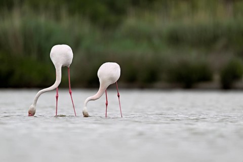Two greater flamingos (Phoenicopterus roseus), standing in the water whilst foraging, Camargue