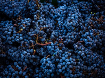 A close-up image of ripe blue grapes clustered together, capturing their texture and vibrant color.