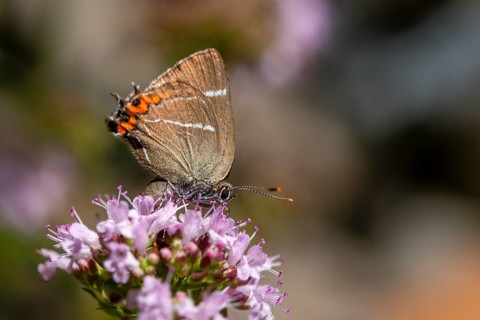 Satyrium W album, Strymonidia W album, elms, butterfly, insects, butterflies, butterflies,