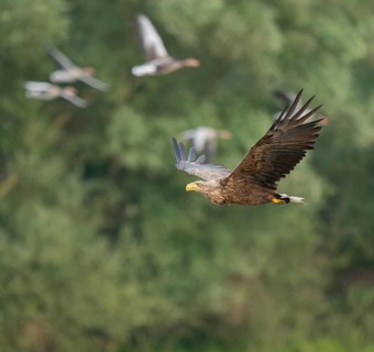 White-tailed eagle (Haliaeetus albicilla) in flight looking for food, startled grey geese (Anser