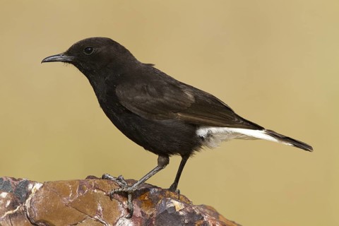 Black Wheatear (Oenanthe leucura) male, Castile-La Mancha, Spain
