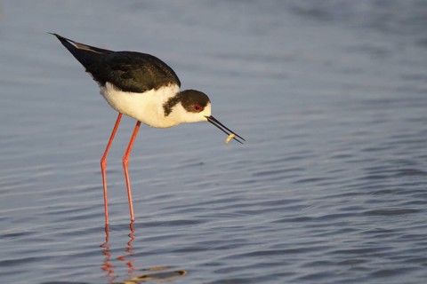 Black-winged Stilt (Himantopus himantopus) foraging, Spain