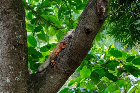Green iguana (Iguana iguana), Botanical Garden, Medellin, Colombia