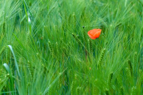 Flanders poppy, corn poppy, poppy, poppy, poppy, poppy, papaver rhoeas, papaveraceae, common poppy,