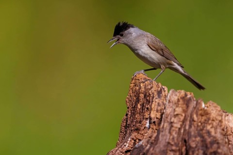 Blackcap (Sylvia atricapilla), Fauvette à tête noire, Curruca Capirotada, Branch, branch, Ormoz