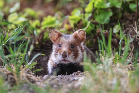 Common Hamster (Cricetus cricetus) emerging from burrow, Vienna, Austria