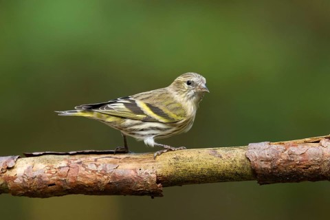 Eurasian Siskin (Spinus spinus) female, Utrecht, Netherlands