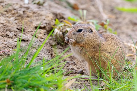 An adult ground squirrel (Spermophilus citellus) is eating leaves and flowers on bare ground in a